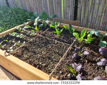 growing organic vegetables in a square food gardening method. The vegetables are growing in a raised bed, full of mature green compost with nod-dig gardening. Royalty-Free Stock Photo #1926322298