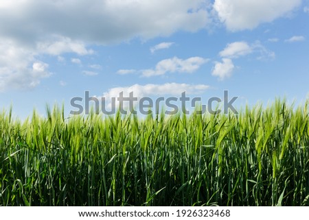 Wheat ears on the background of a beautiful sky Royalty-Free Stock Photo #1926323468