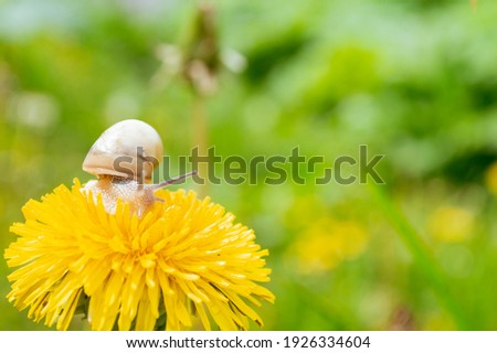 Burgundy snail on the  yellow dandelion