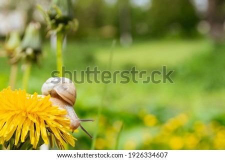 Burgundy snail on the  yellow dandelion