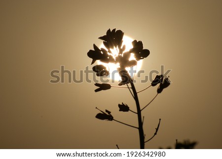 Mustard plant against the hot sun.