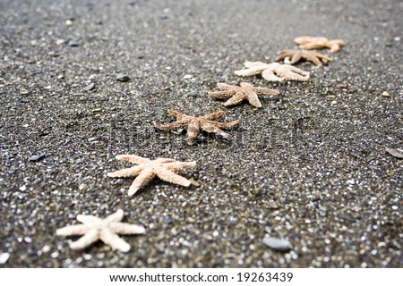 Starfish on a beach in Gaspesie (Quebec)