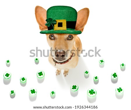 st patricks  day chihuahua  dog with lucky clover isolated on black dark dramtic  background