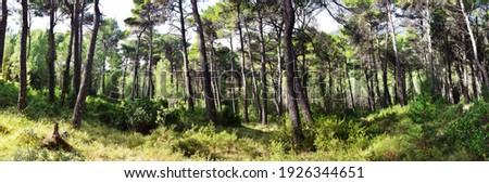 The mediterranean evergreen hard-leaved forest Royalty-Free Stock Photo #1926344651