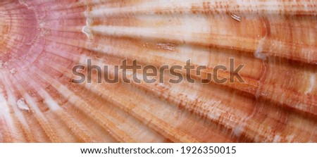 close up of a seashell background