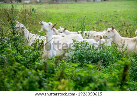 White goats in a meadow of a goat farm. White goats