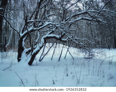 Beautiful trees in winter. Morning in the snowy park. Cold day in the woods.