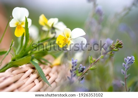 Viola arvensis, field pansy yellow with white meadow flowers. Collecting medicinal plants during flowering. Medicinal herbs in a wicker basket against a meadow