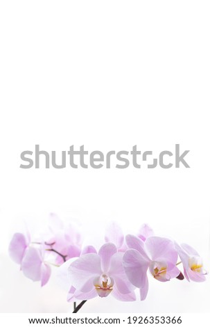 Beautiful light pink orchid flowers background. Space for text Royalty-Free Stock Photo #1926353366