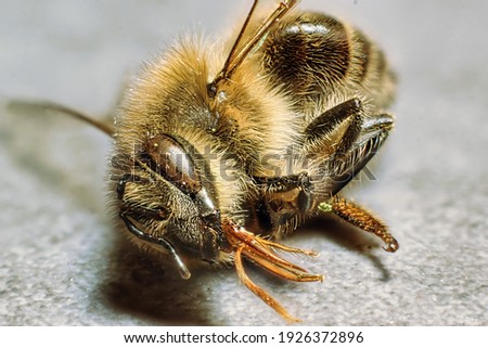 close-up of a dead bee with many details