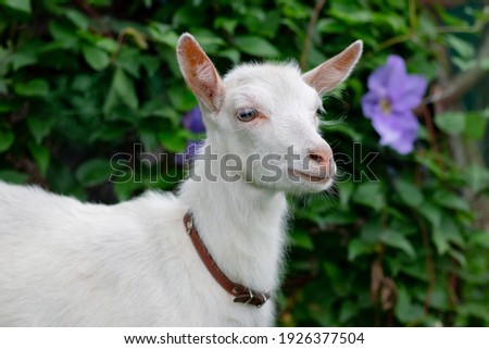 White young goat in the garden near the flowers