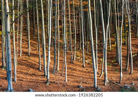 beech forest in countyside around Hrinova village of Slovakia