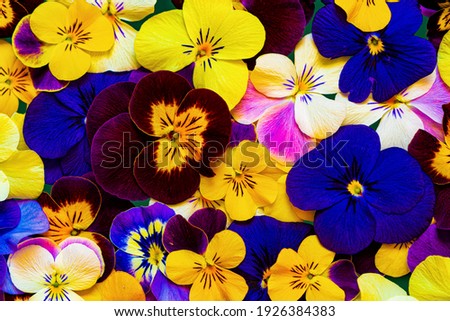 Close-up of colorful pansy flower.Beautiful flowers pattern as background.