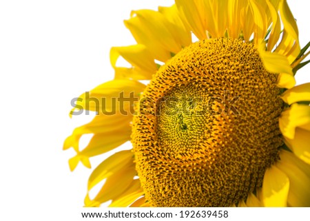 sunflowers close up isolated on white background