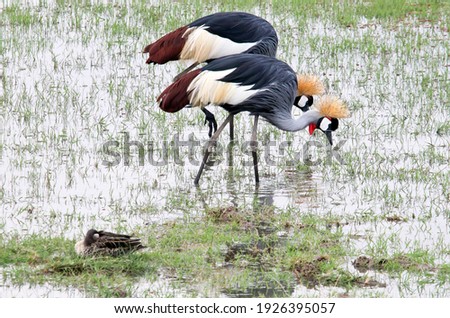 Couple of grey crowned crane browsing on a wetland