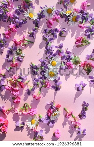 Flowers on a pink background. Spring concept