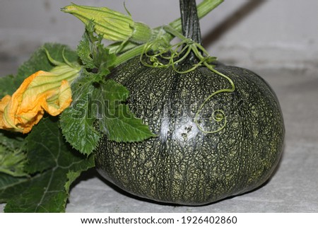 A green pumpkin with leaves and a flower lying on the concrete floor