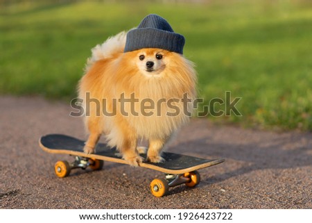 dog and sports. Cool  Pomeranian in hat riding in skateboard, looks at the camera. creative pet. training, obedience of the animal. Royalty-Free Stock Photo #1926423722