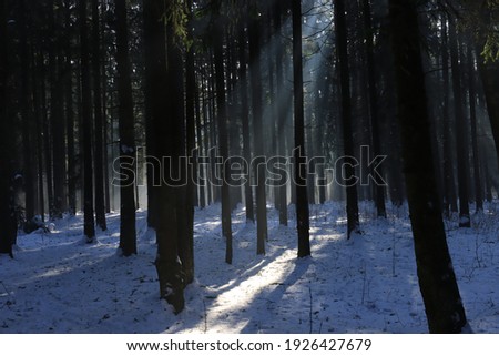 Sun rays on the snow in a dark forest.