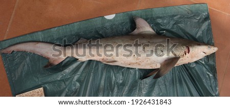 Overview picture of a newborn spinner shark Carcharhinus brevipinna