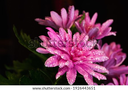 Transparent beautiful water droplets on petals of a pink chrysanthemum flower in spring summer nature in open air close-up macro.