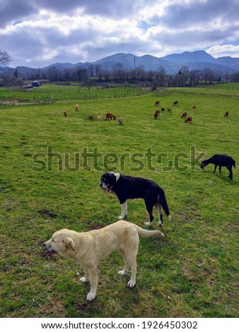 Mastiff dogs (Mastín leonés), the best defense against wolf attacks, taking care of a herd of goats, Ovín village, Nava municipality, Asturias, Spain