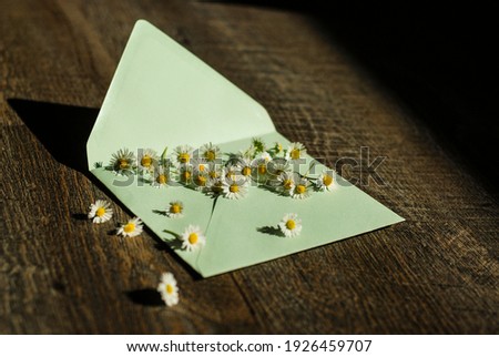 Spring beautiful little daisies and envelope, flowers love letter