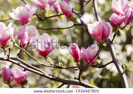 Magnolia tree blossoms in a city park springtime. Bright magnolia flower against blue sky. Spring in the city floral background.