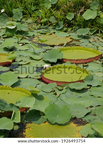 Floating Royal Water Lily Leaves Background