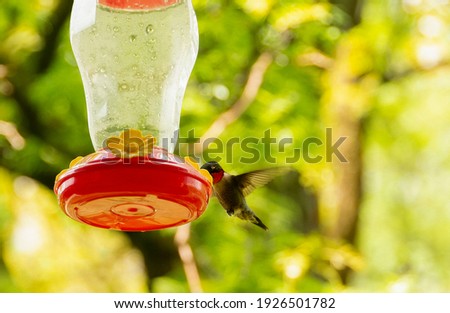 Male of ruby throated hummingbird drink nectar from feeder