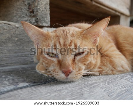 orange cat sleeping on wooden floor at home.