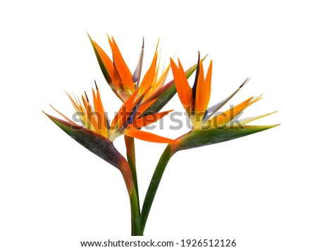 beautiful bouquet of flowers bird of paradise on a white background Royalty-Free Stock Photo #1926512126