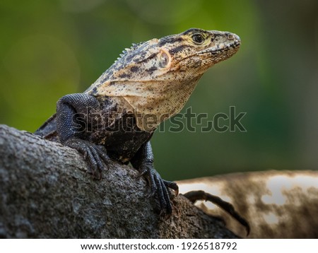 Monitor lizards sitting on a wood 