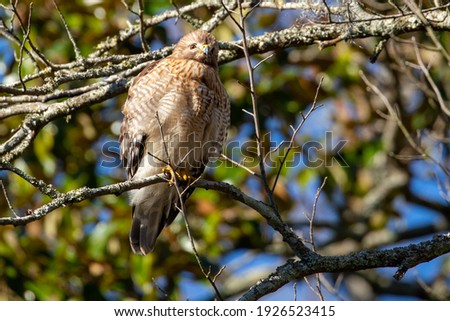 A beautiful hawk perched atop a mossy cypress tree