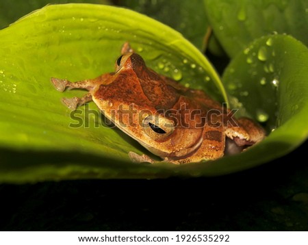 Beautiful frog from western Indonesia