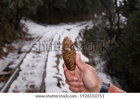picture of conifer cone of spruce tree in hand .