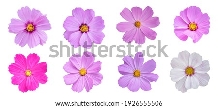 Set of Cosmos flower isolated on white background. Blooming plant with clipping path.