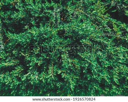 The plant Juniperus communis green carpet in the landscaping. Royalty-Free Stock Photo #1926570824