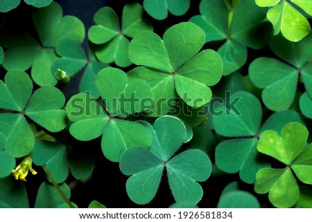 Lucky Irish Four Leaf Clover in the Field for St. Patricks Day holiday symbol. with three-leaved shamrocks. Royalty-Free Stock Photo #1926581834