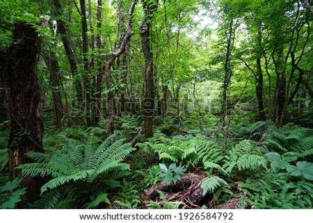 a lively dense forest in summer, in the sunlight Royalty-Free Stock Photo #1926584792