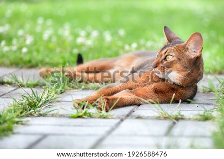 Abyssinian cat in collar, lying in juicy green grass. High quality advertising stock photo. Pets walking in the summer, space for text