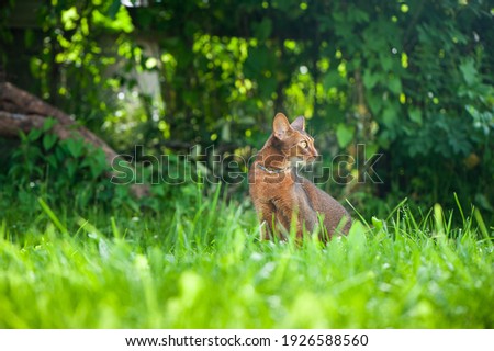Abyssinian cat in collar, walking in juicy green grass. High quality advertising stock photo. Pets walking in the summer, space for text 