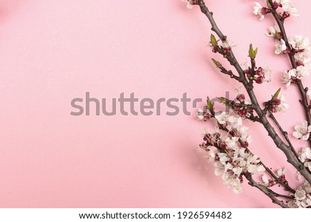 Cherry branch with white blooming flowers. Tender photo with a branch of blooming cherry with white flowers and green leaves on a pink background. Place for text or logo. Flat lay. Spring time.