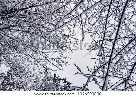 The branches of the trees are covered with white snow against the overcast sky. Winter image.
