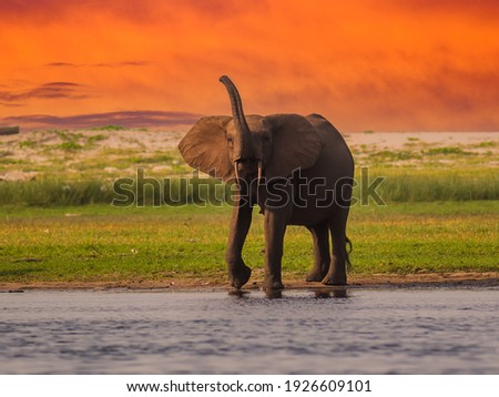 African pygmy elephant or forest elephant (Loxodonta cyclotis) as seen in Gabon Loango national park Royalty-Free Stock Photo #1926609101