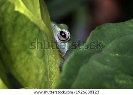 Flying frog closeup face on branch, Javan tree frog closeup image, rhacophorus reinwartii