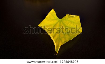 Tinospora cordifolia local name guduchi, and giloy, dry leaves