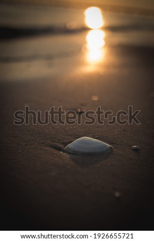 
Seashell lying in the sand in the sunrise