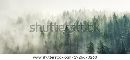 Panoramic view of forest with morning fog Royalty-Free Stock Photo #1926673268