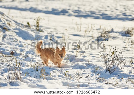 little red dog running through the snow. lots of snow. white snow. Russian Ukrainian winter, nature, winter cold snow. High quality photo